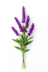 Obraz premium Lavender plant in bloom, purple flowers with green stems, isolated on white background