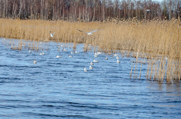 Black-headed gull flying over reeds and water in peaceful early spring marsh landscape. Dynamic capture of seagulls mid-flight above blue water and golden reeds, lively spring mood, wide natural.