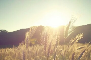 Golden sunset over a field of grass