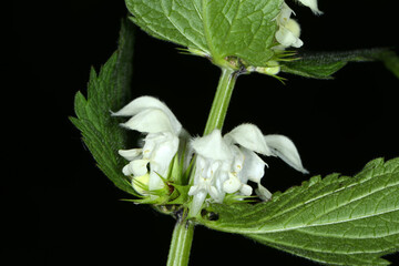 Weiße Taubnessel,  Lamium album