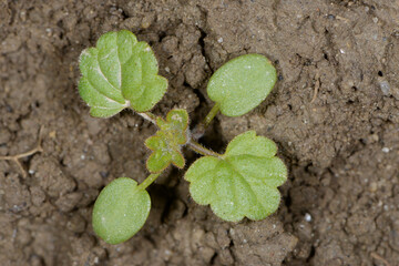 Taubnessel,  Stängelumfassende,  Lamium amplexicaule L.
