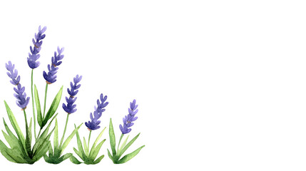 Naklejka premium Watercolor lavender blossom border flowers, white background