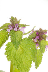Taubnessel, Purpurrote, Lamium purpureum