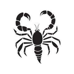 black spider on white background