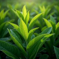 Obraz premium Nature green leaves in garden in summer.