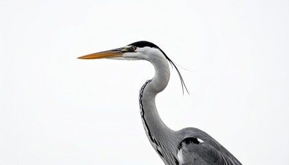 Grey Heron Bird Profile View Wildlife  Nature Image