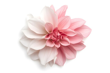 Pink dahlia isolated on white background