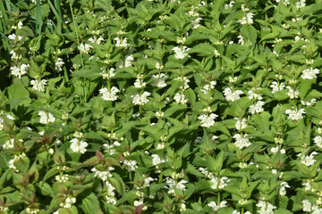 Weiße Taubnessel,  Lamium album