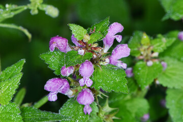 Taubnessel,  Gefleckte Taubnessel,  Lamium maculatum