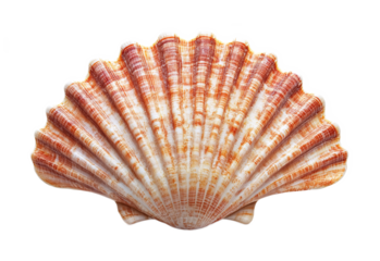 St. James Pilgrimage Shell for Religious Pilgrims - Isolated on White Background