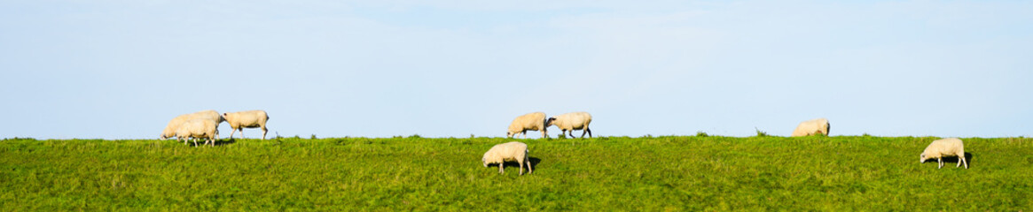 Obraz premium Sheep on a green dam. Dike on the North Sea. Dike sheep graze in a meadow with a blue sky in the background. 