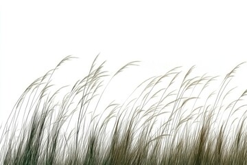 Field of swaying grass