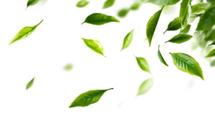 A white background with green leaves scattered all over it