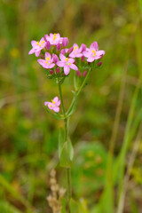 Fototapeta premium Echtes Tausendgüldenkraut, Centaurium erythraea