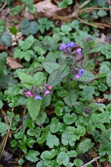 Lungenkraut,  Geflecktes, Pulmonaria officinalis