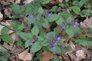 Lungenkraut,  Geflecktes, Pulmonaria officinalis