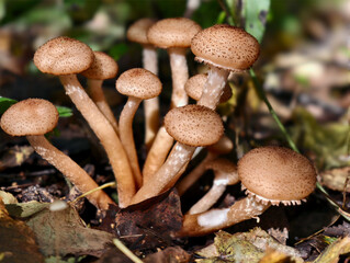 A group of edible honey fungi Armillaria mellea on the bark of a tree in a forest.