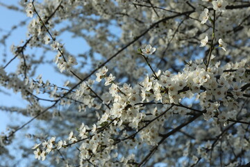 Spring blossoming trees with white flowers in the garden. Spring background