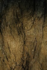 Tree bark background, close up view