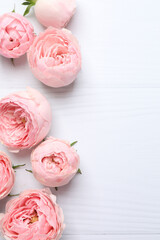 Beautiful pink peony roses on white background