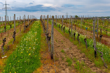 Vibrant vineyard landscape with blooming flowers and overcast sky on a tranquil spring day