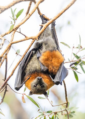 A Grey-headed Flying Fox hangs upside down with its pup in the Varsity Lakes Wetlands, Gold Coast, Australia, its vibrant orange fur glowing in the sunlight against a backdrop of eucalyptus leaves.