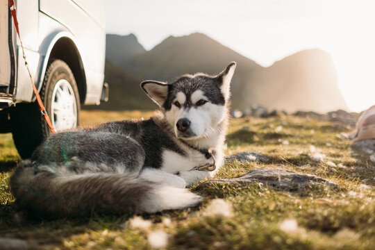 Alaskan malamute dog laying down in front of camper in golden light