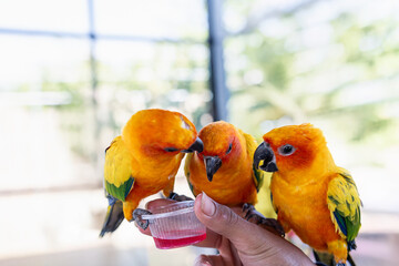 Close-up of a human hand feeding beautiful colorful Sun Conure parrots birds sitting on a tree branch. Ideal for exotic birds, pet photography, or wildlife portraits.