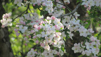 apple tree blossom