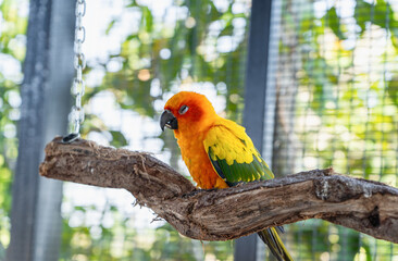 Beautiful colorful Sun Conure parrot bird sitting on a tree branch. Ideal for exotic birds, pet photography, or wildlife portraits.