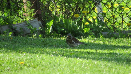 a thrush looking for food in the grass. blackbird on the grass