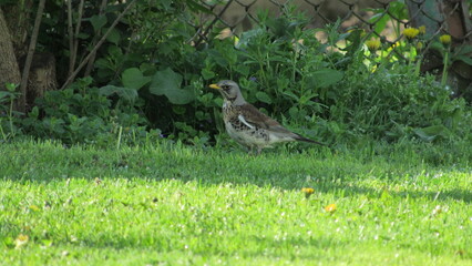 a thrush looking for food in the grass. blackbird on the grass