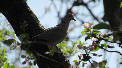 A turtledove sits on an apple tree branch