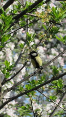 portrait of a tit sitting on a branch