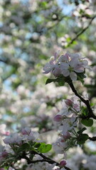 apple tree blossom