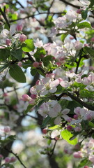 apple tree blossom