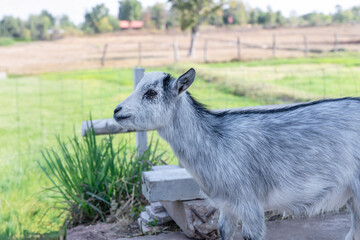Fototapeta premium Portrait of goat standing on field