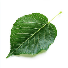 Obraz premium Vibrant green leaf detail isolated on white showcasing intricate vein texture and natural form