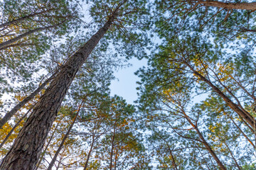 Looking up view of tall old trees in evergreen primeval forest of nature reserv with blue sky in background.
