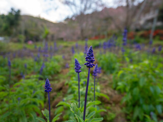 Blooming lavender on the balcony in summer. In the background are trees with lush green leaves.