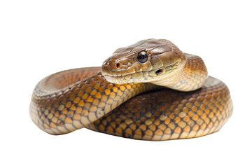 Obraz premium Seaside Predator: Coastal Taipan Isolated On White Background.