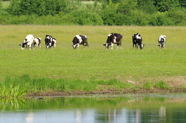 Small rural herd of several adult cows and calves eat grass on the riverbank in the summer