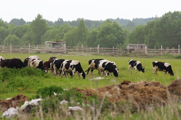Spotted cows graze in a field with a cattle pen in the background and piles of discarded hay and pieces of plastic film in the foreground