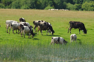 Small rural herd of cows grazes on the green bank of a river and in the background a flock of sheep in a blurred background