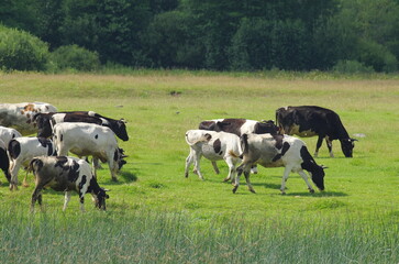 A herd of cows grazes on a summer meadow between a forest and a river, and some of them are a little dirty