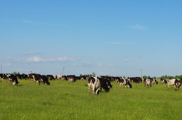Many dairy cows graze on a green field under a blue sky in the summer season