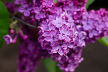 Close-up of blooming purple lilac flowers