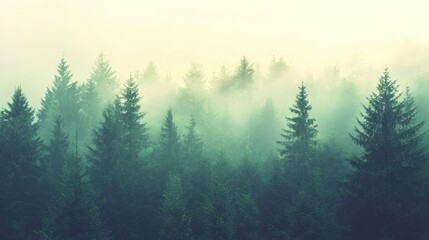 Misty forest canopy, shrouded in pale light.