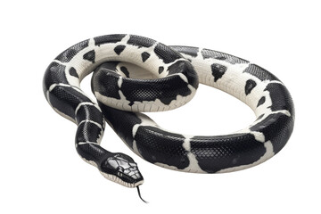 Silent Killer: Unveiling the Common Krait Isolated On White Background.