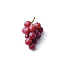 Fresh grape vector image in 3D